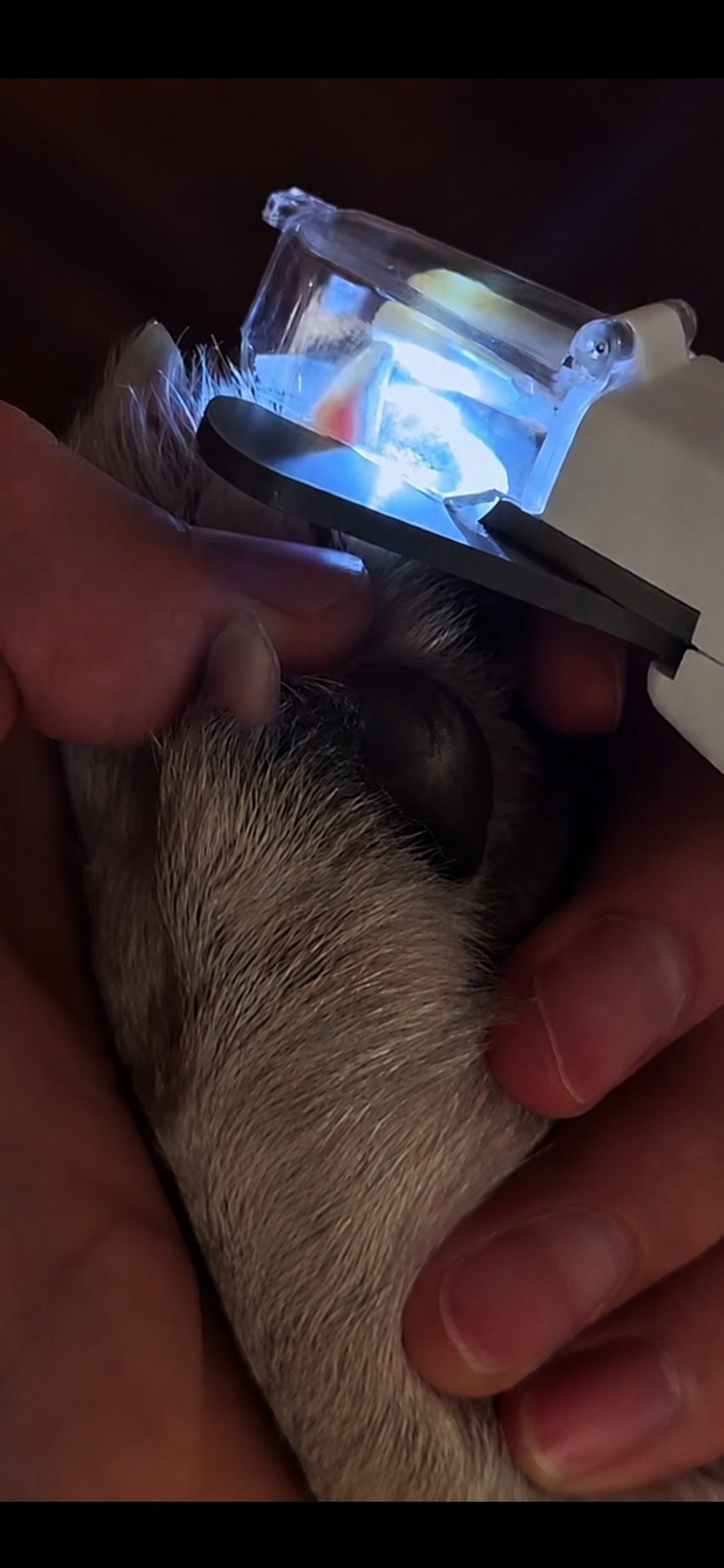 PawTrim™ LED Nail Clipper & Grinder